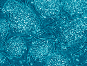 A colony of embryonic stem cells